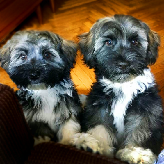 The Davis Family Dogs after a in home grooming session with Honey Pooch