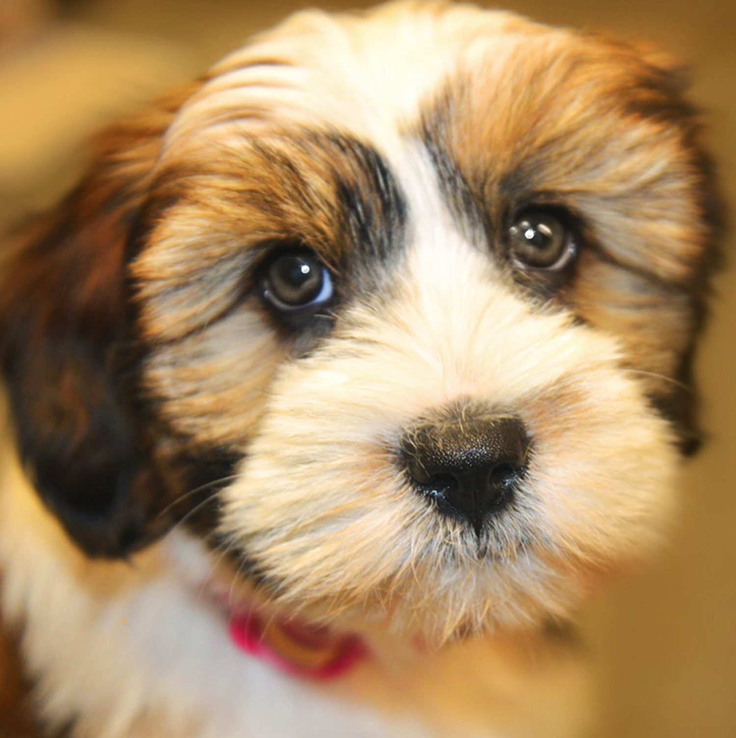 L.Bradys Dog looking into the camera after a precision cut from Honey Pooch