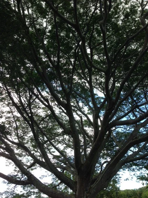 IMG_4234.jpeg