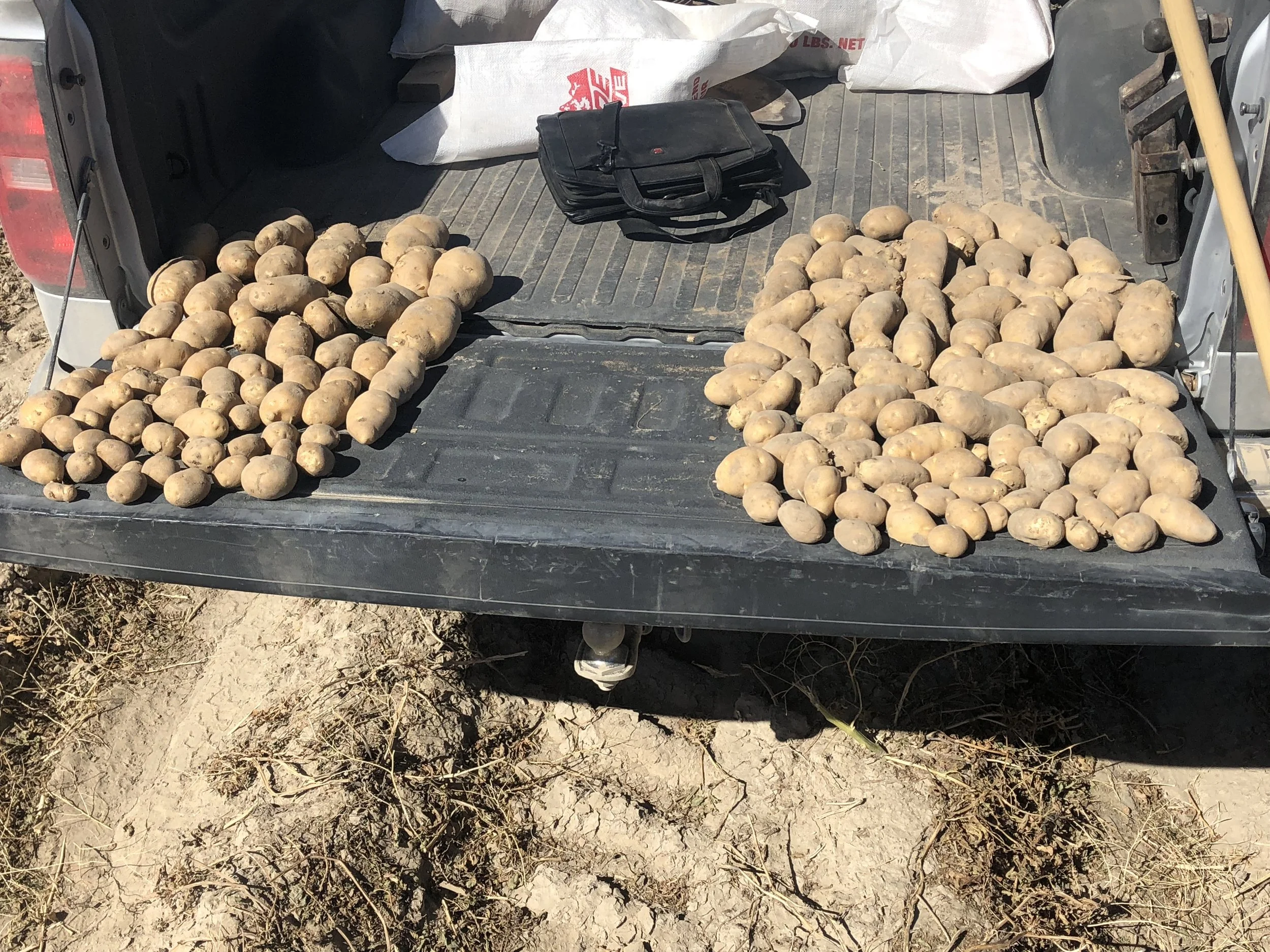 idaho potato picture.jpg