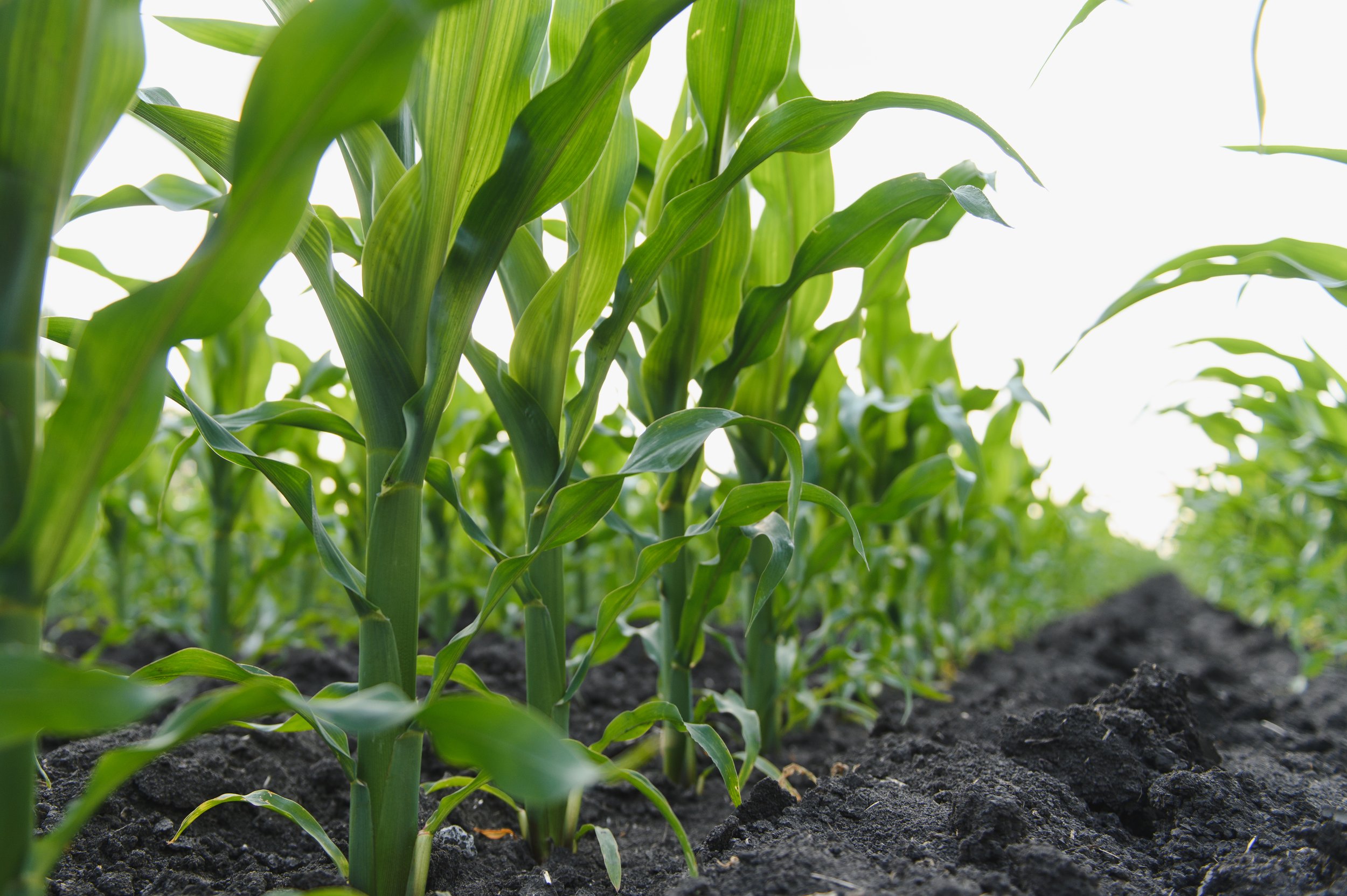What is the Right Phosphorus Starter Fertilizer?