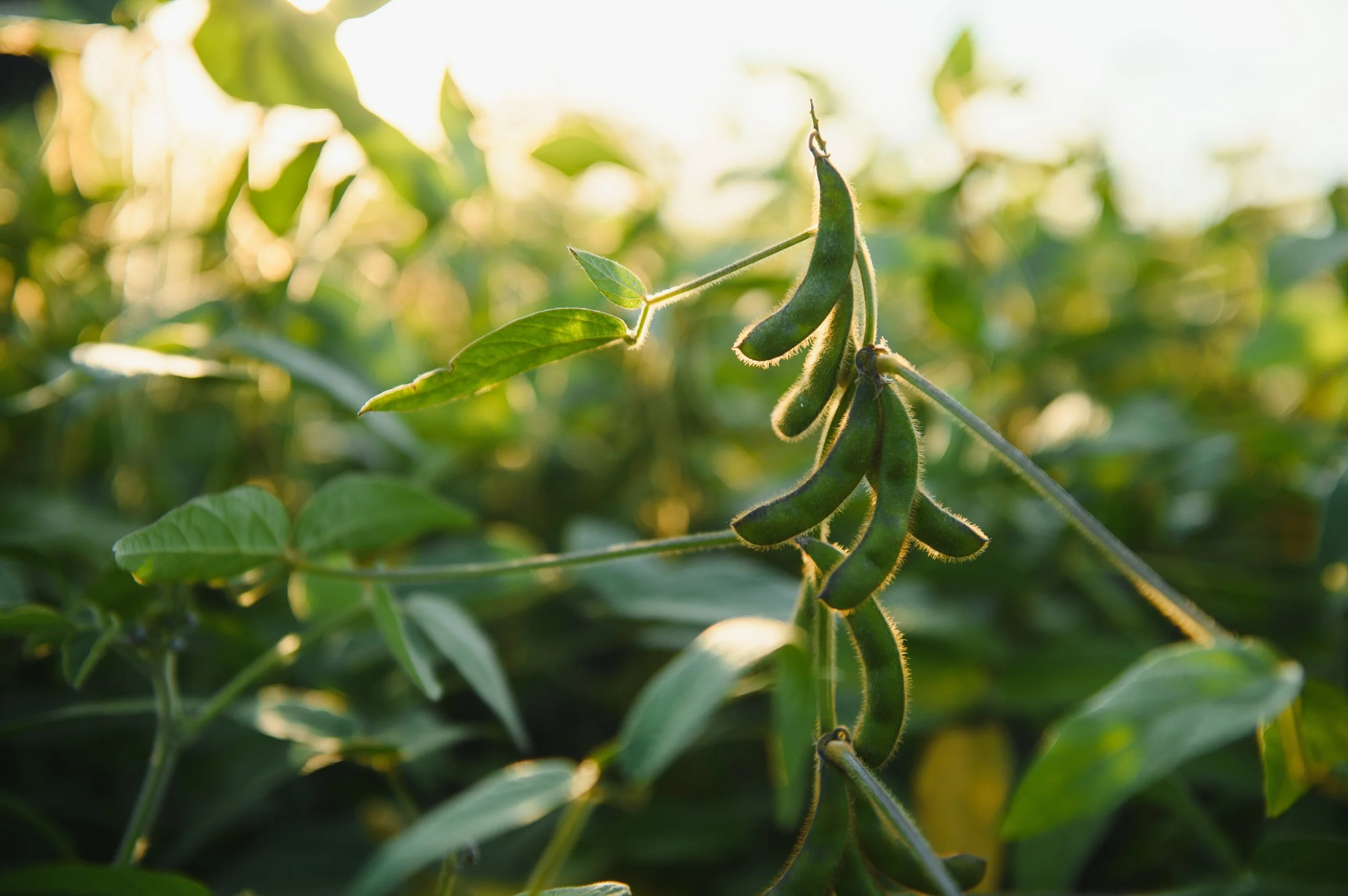 Iron Fertilizer: Why Delivery Form Matters