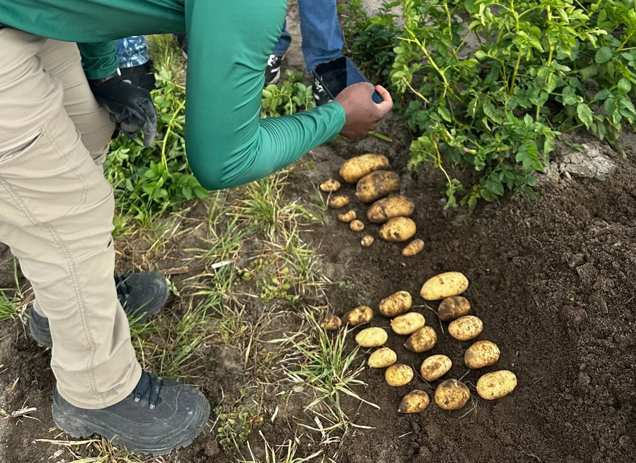 PFM™ On the Right | Grower Standard on the Left