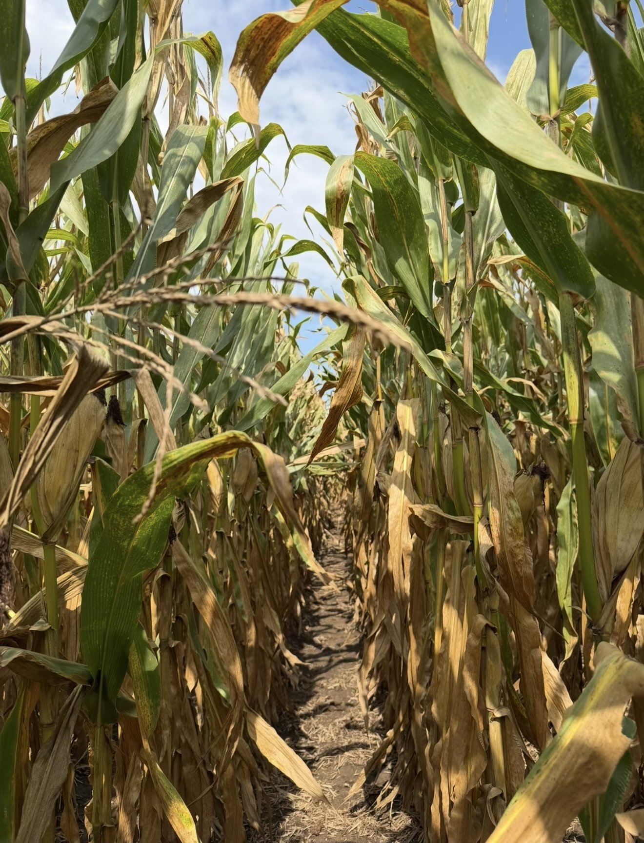 Zinc and Manganese for Corn: Iowa This June