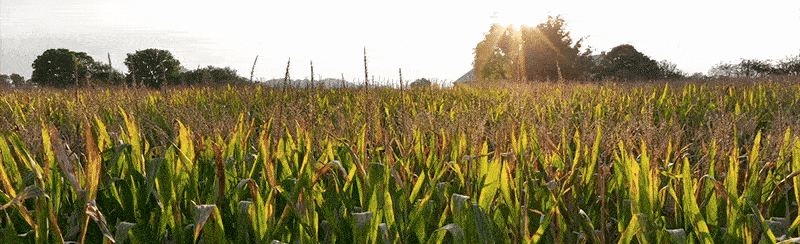 Liquid Micronutrient Fertilizer Trial Video