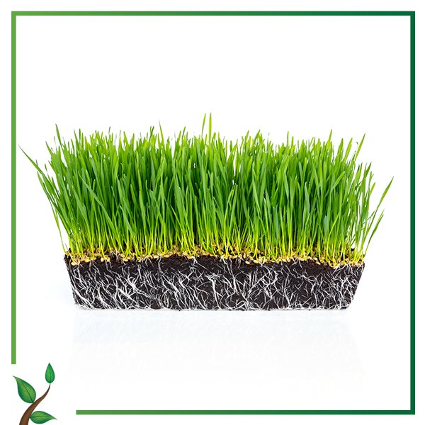 Grass Seed Foliar Fertilizer Program Photo