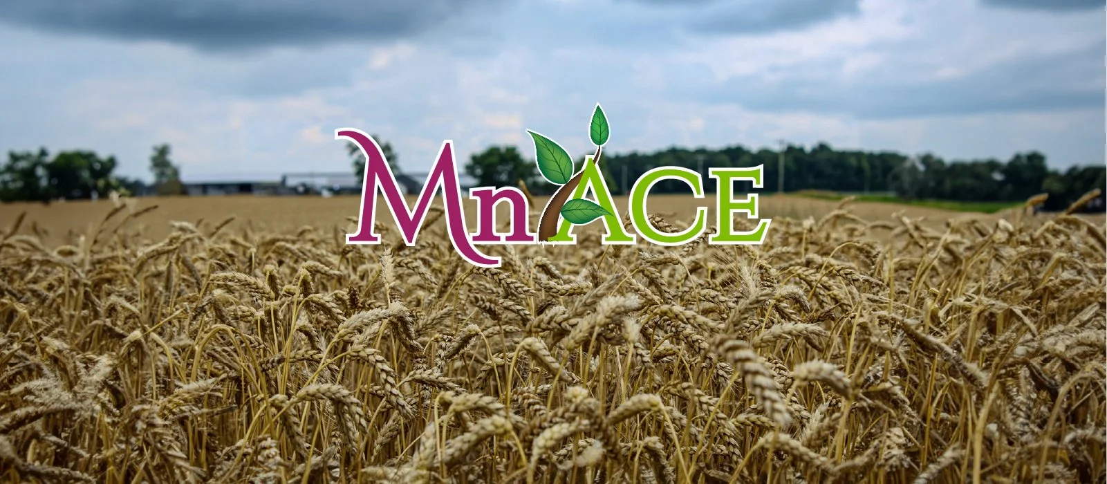 Mn Ace Logo on Image of Wheat Trial from Ohio