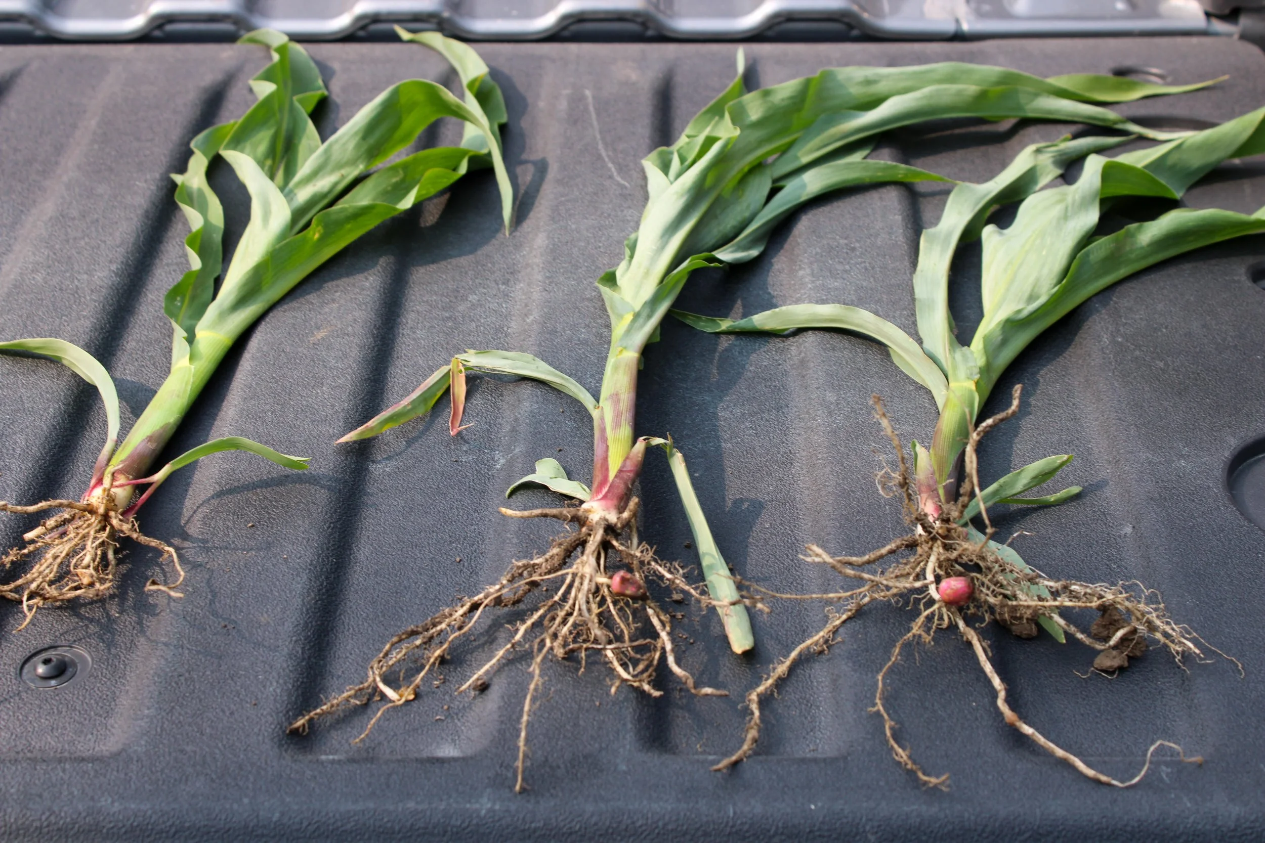 cultivAce-field-trial-mount-pleasant-iowa-left-untreated-center-6-24-6-right-free-phos.jpg