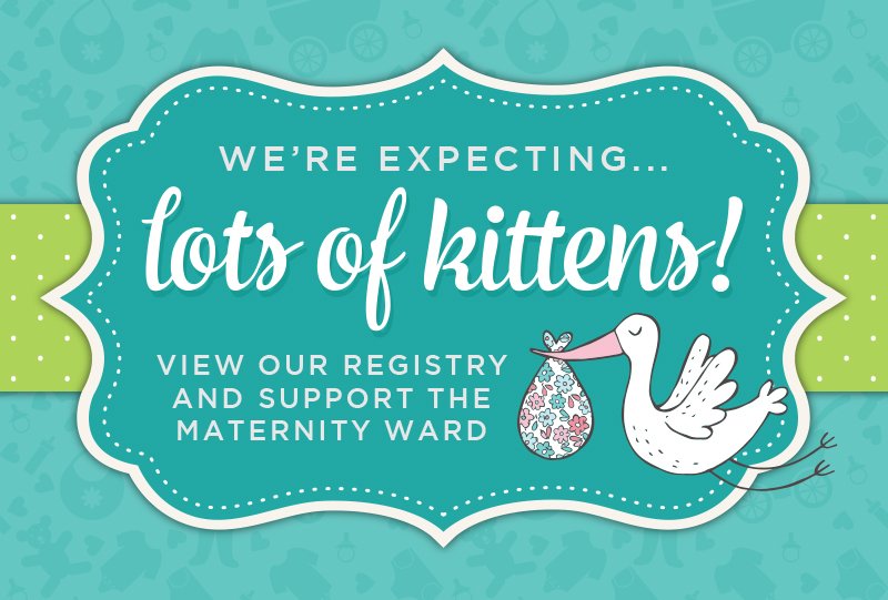 kitten-registry-800.jpeg