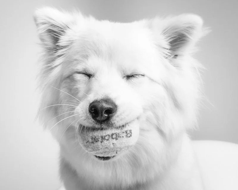 hudson-wren-dog-photogapher-pet-victoria-and-vancouver-2.jpg