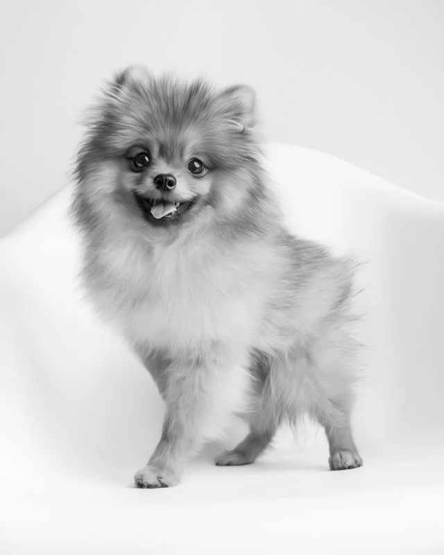 hudson-wren-dog-photogapher-pet-victoria-and-vancouver-3.jpg