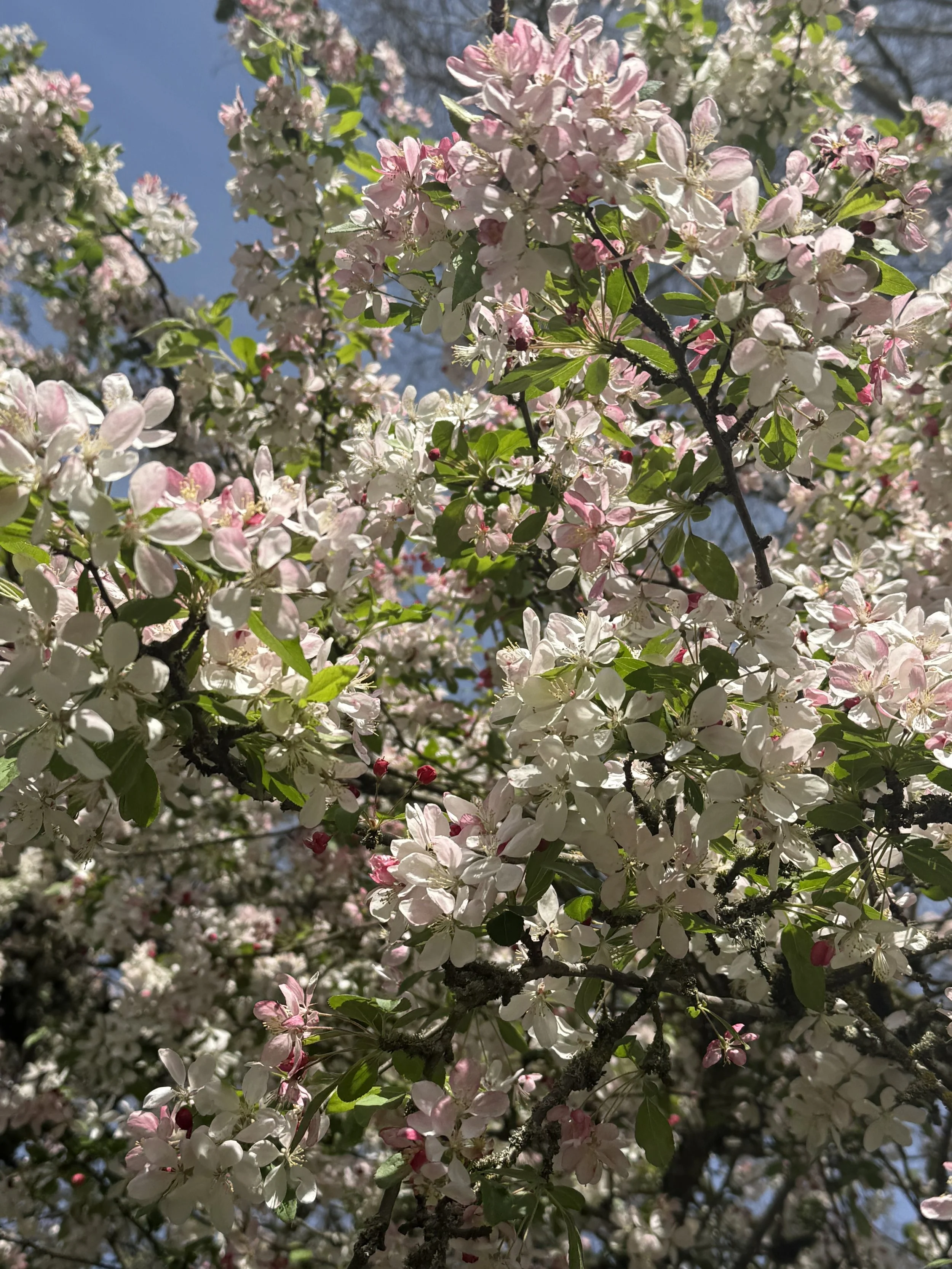 is it *just* allergies?