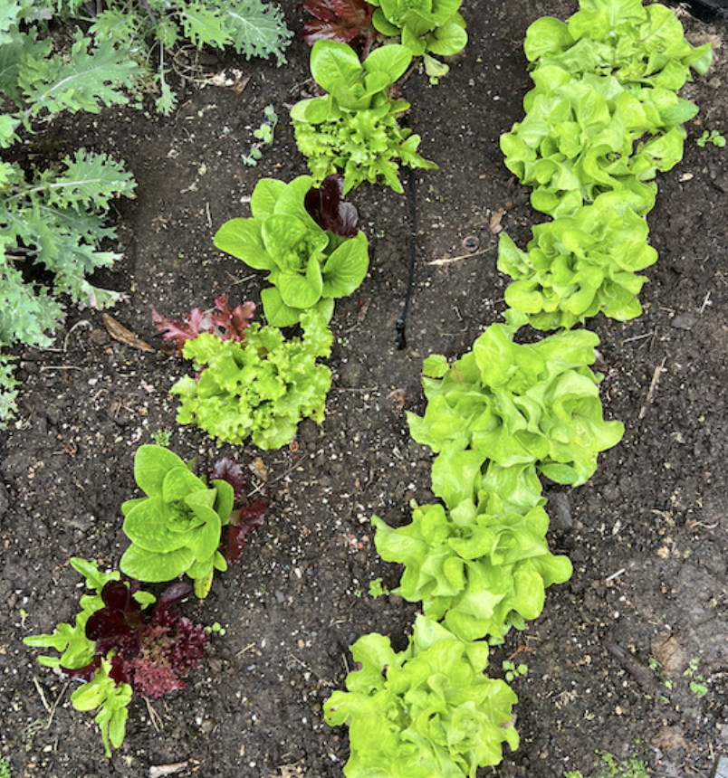 your gut is a garden