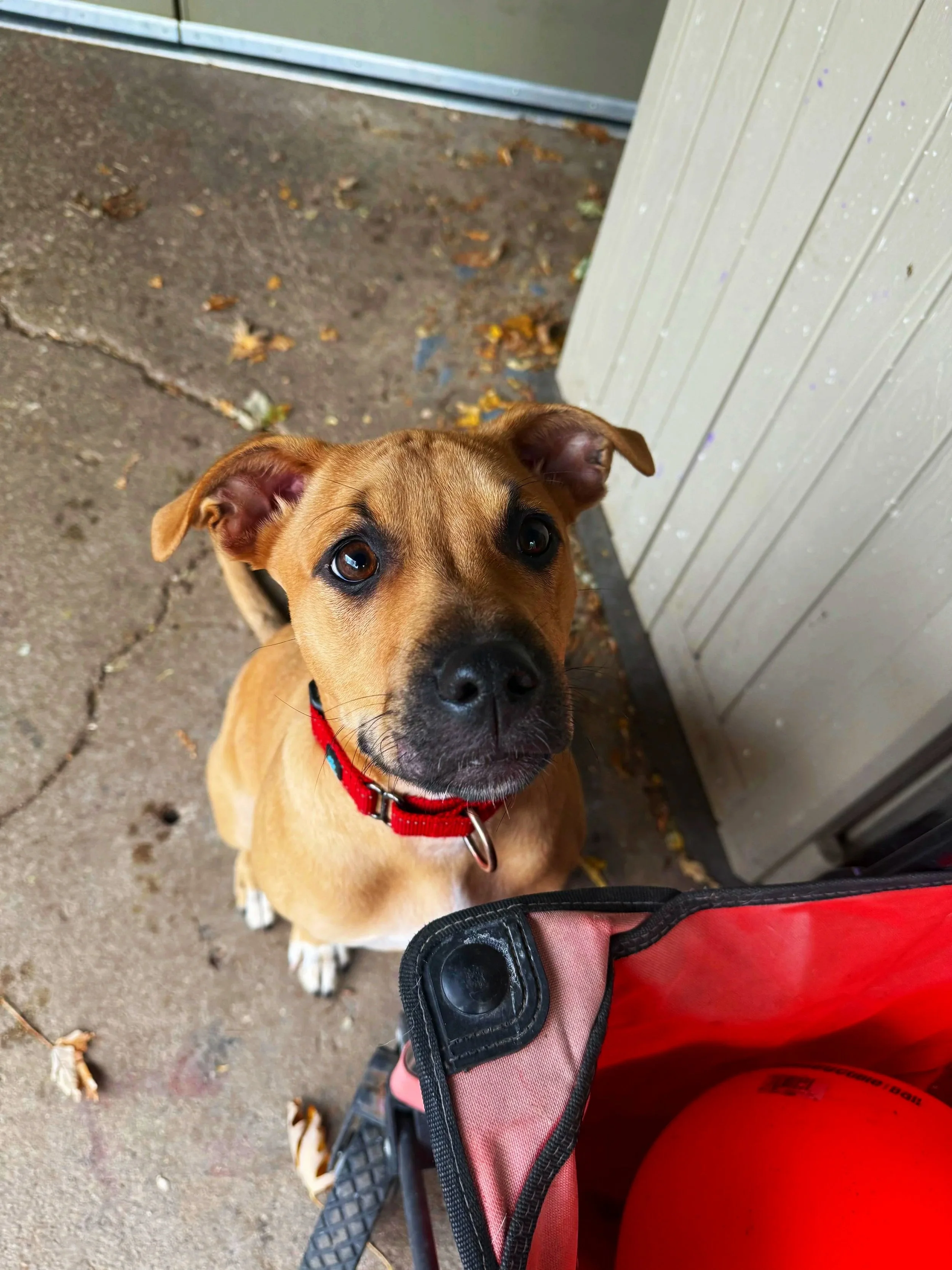A tan and white dog with a red collar sitting on a concrete porch, looking up at the camera.