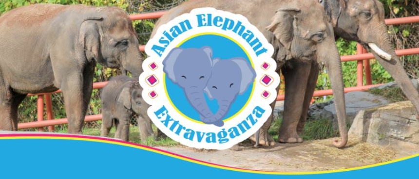Nusantara Arts at the Asian Elephant Extravaganza!
