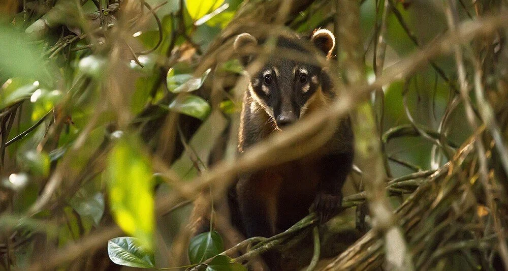 Celebrating World Wildlife Day Latin America Style