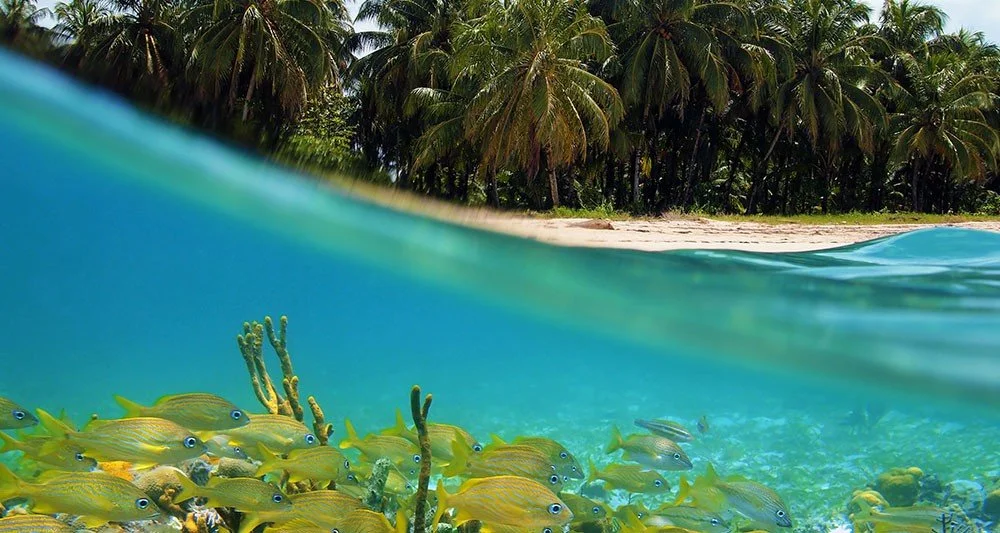 Favorite SCUBA and Snorkel Spots in Latin America