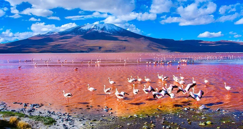 International Day for Biological Diversity 2017