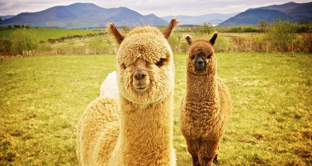 Latin America Travel Advice