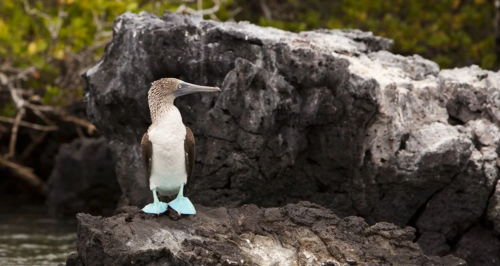 World Ocean's Day 2017