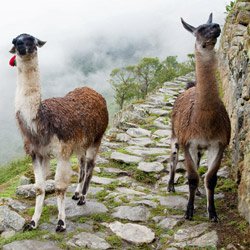 machupicchu-11.jpg