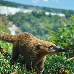 falls-wildlife.jpg