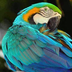 Blue Macaw - Jaguar tour