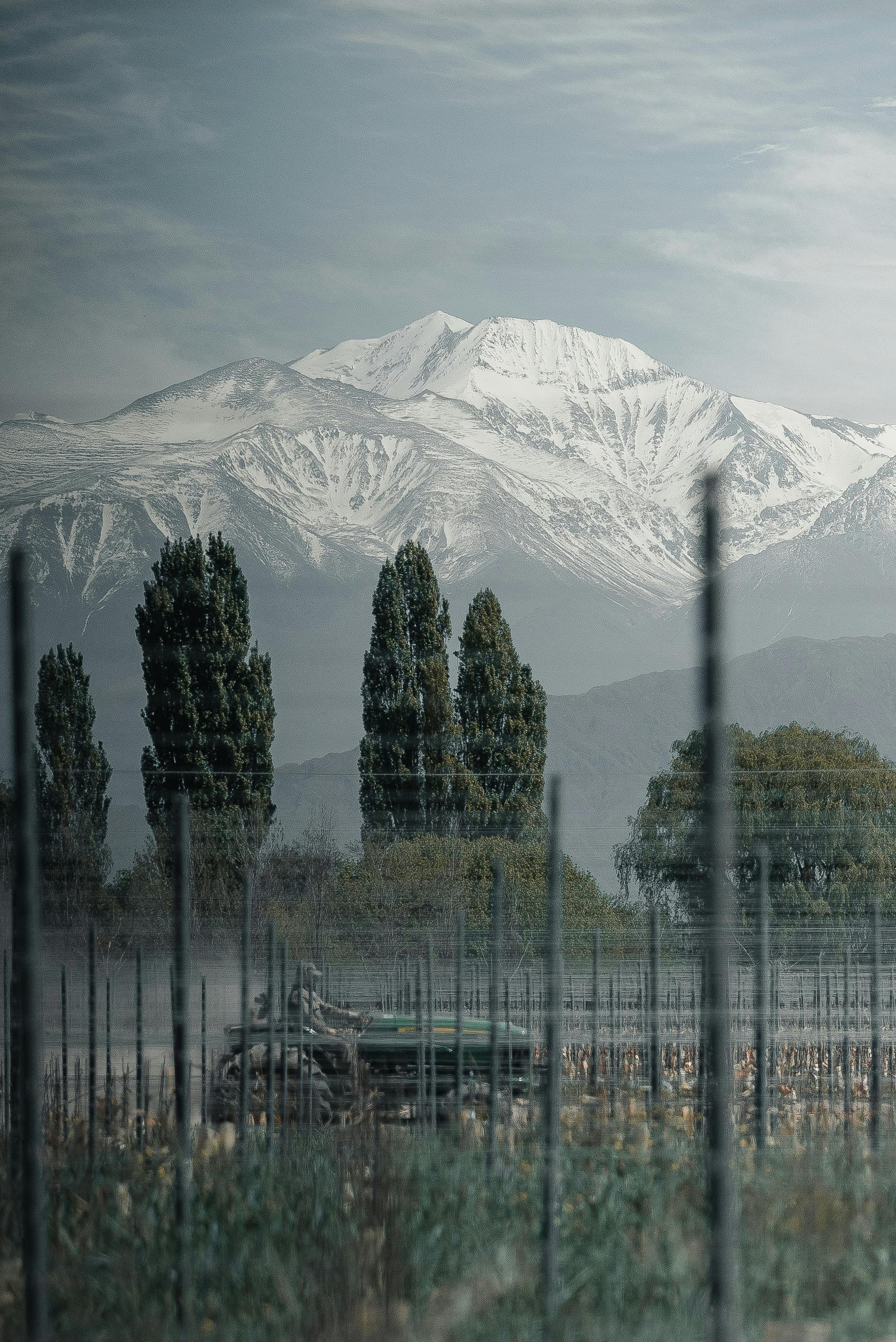 Mendoza.jpg