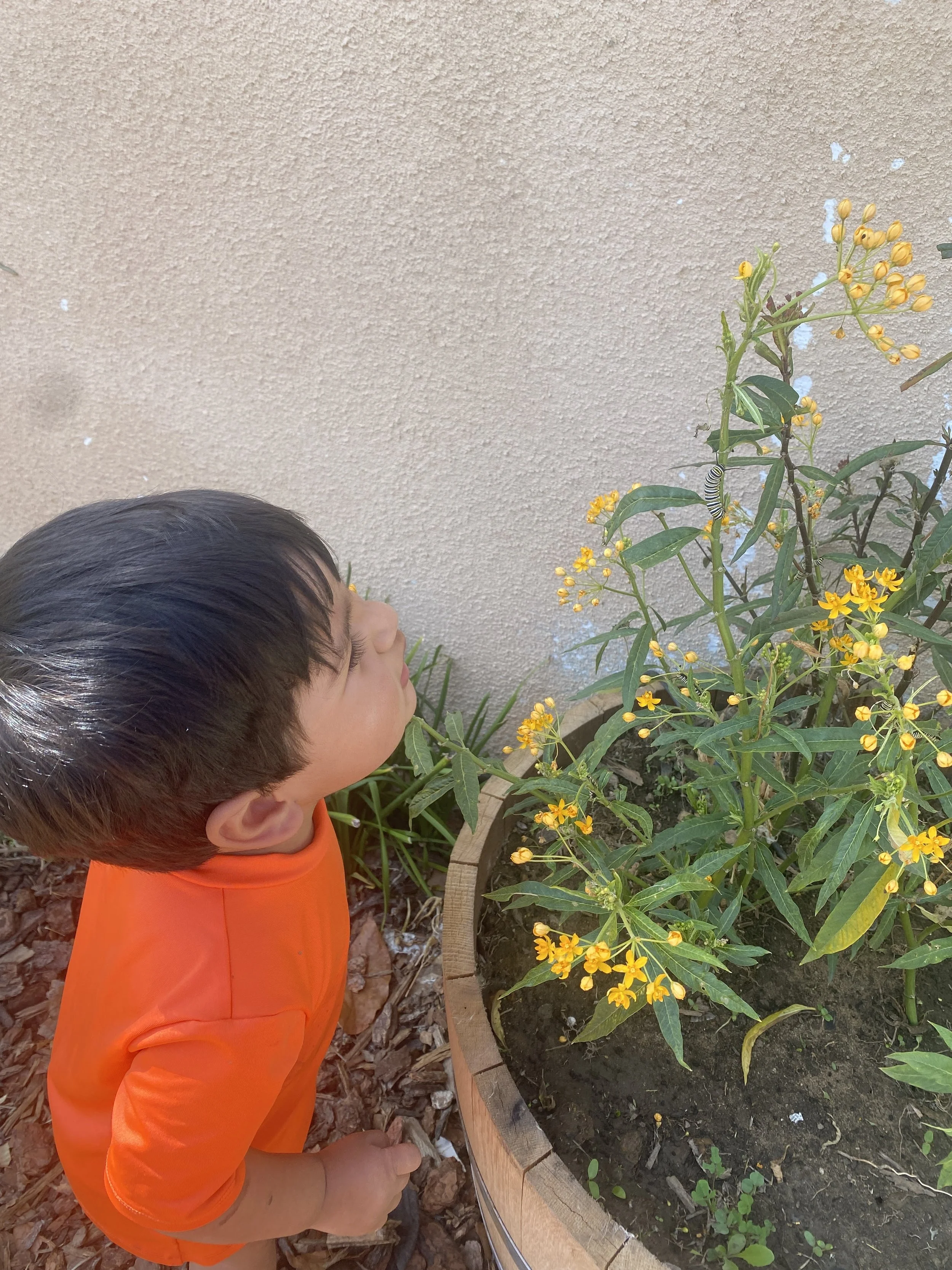 A young boy with dark hair wearing an orange shirt is closely examining a yellow flowering plant in a large wooden planter.