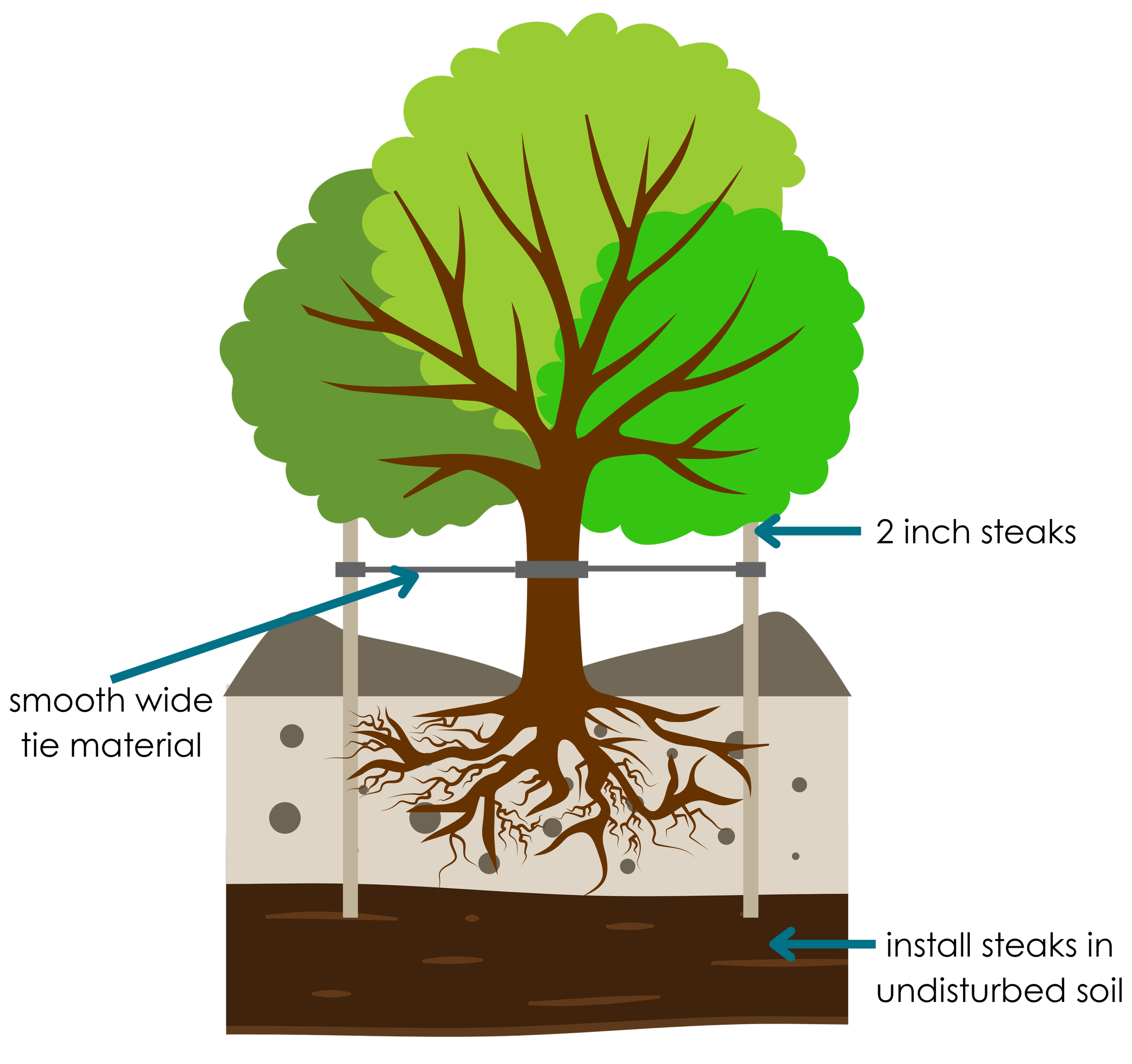 Tree Planting & Care — Osuna Nursery