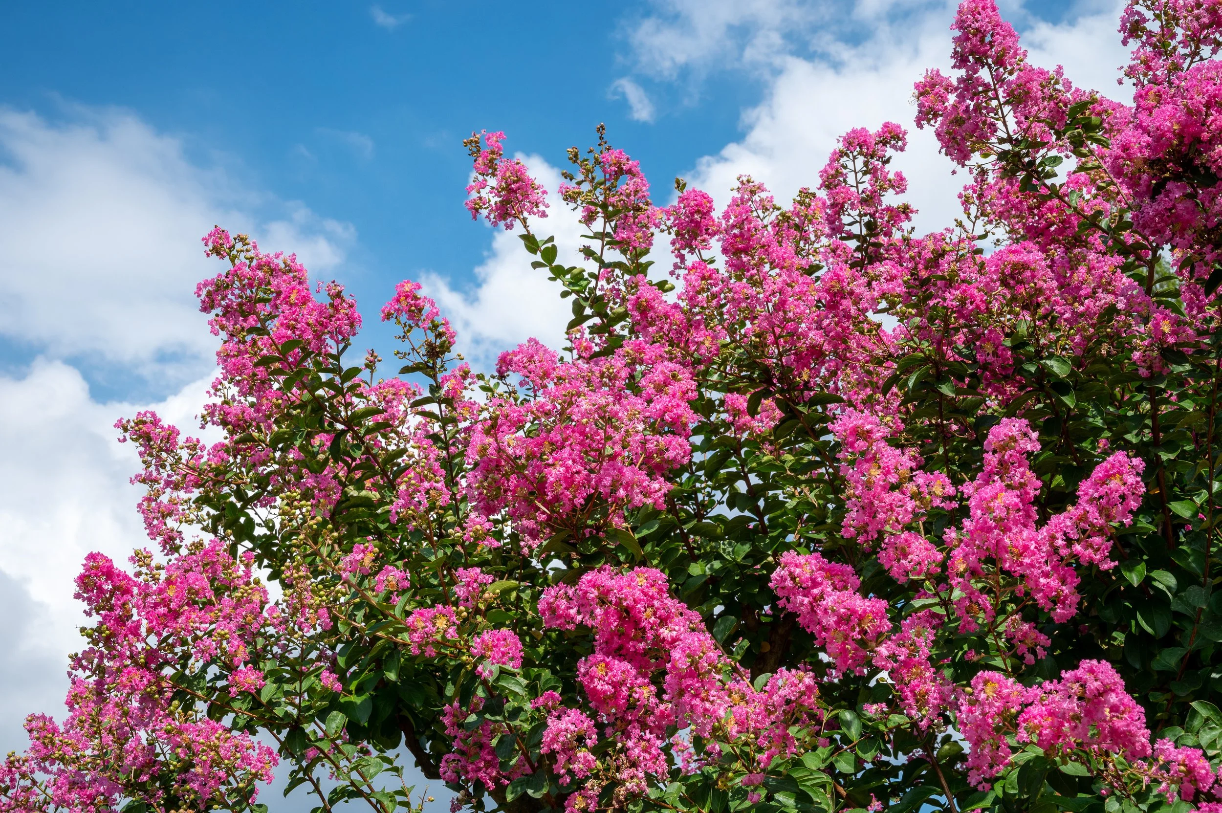 General 2 Osuna Nursery - AdobeStock 528432682 