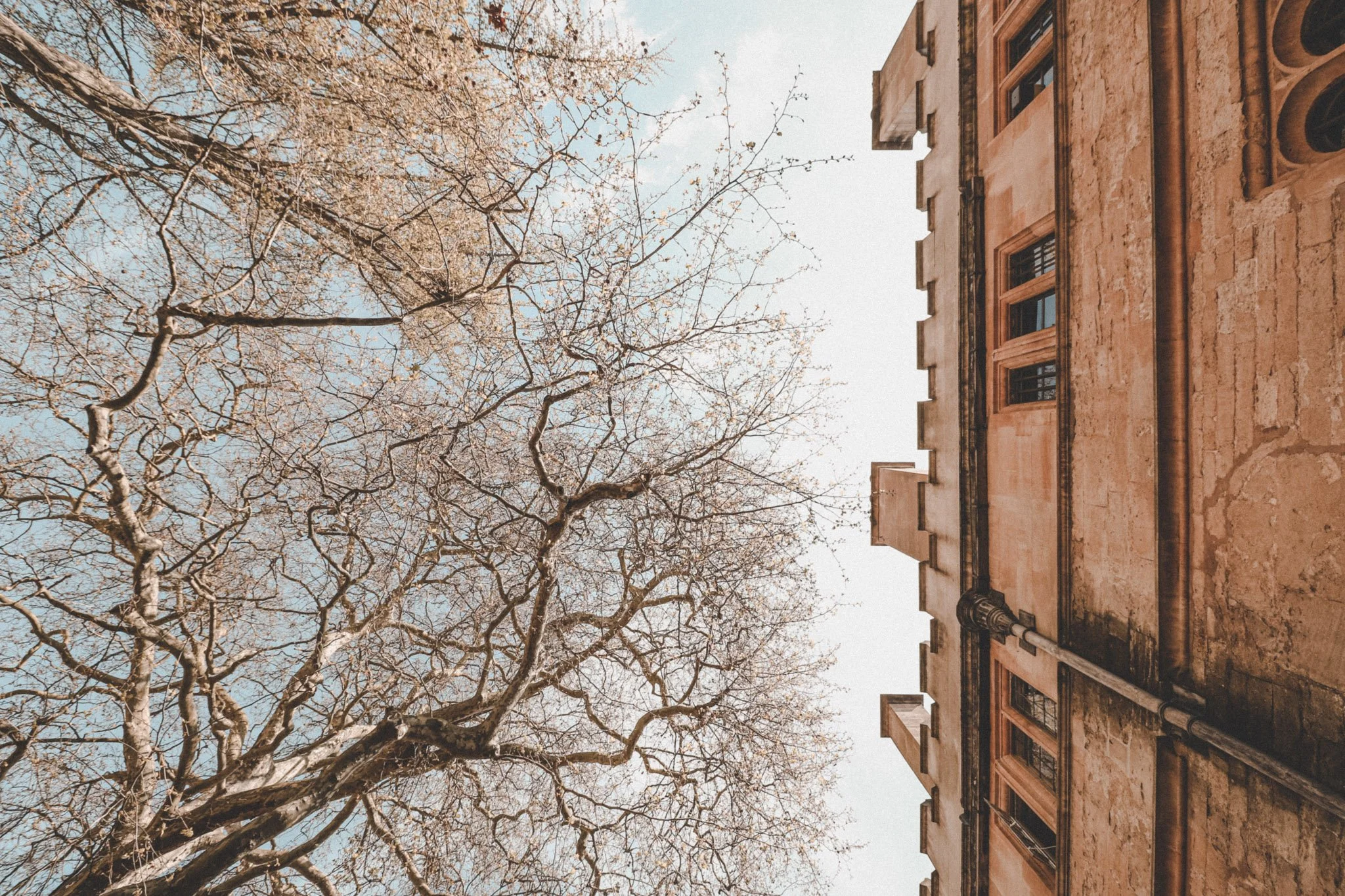 View of trees and a part of a building in Oxford, Romania