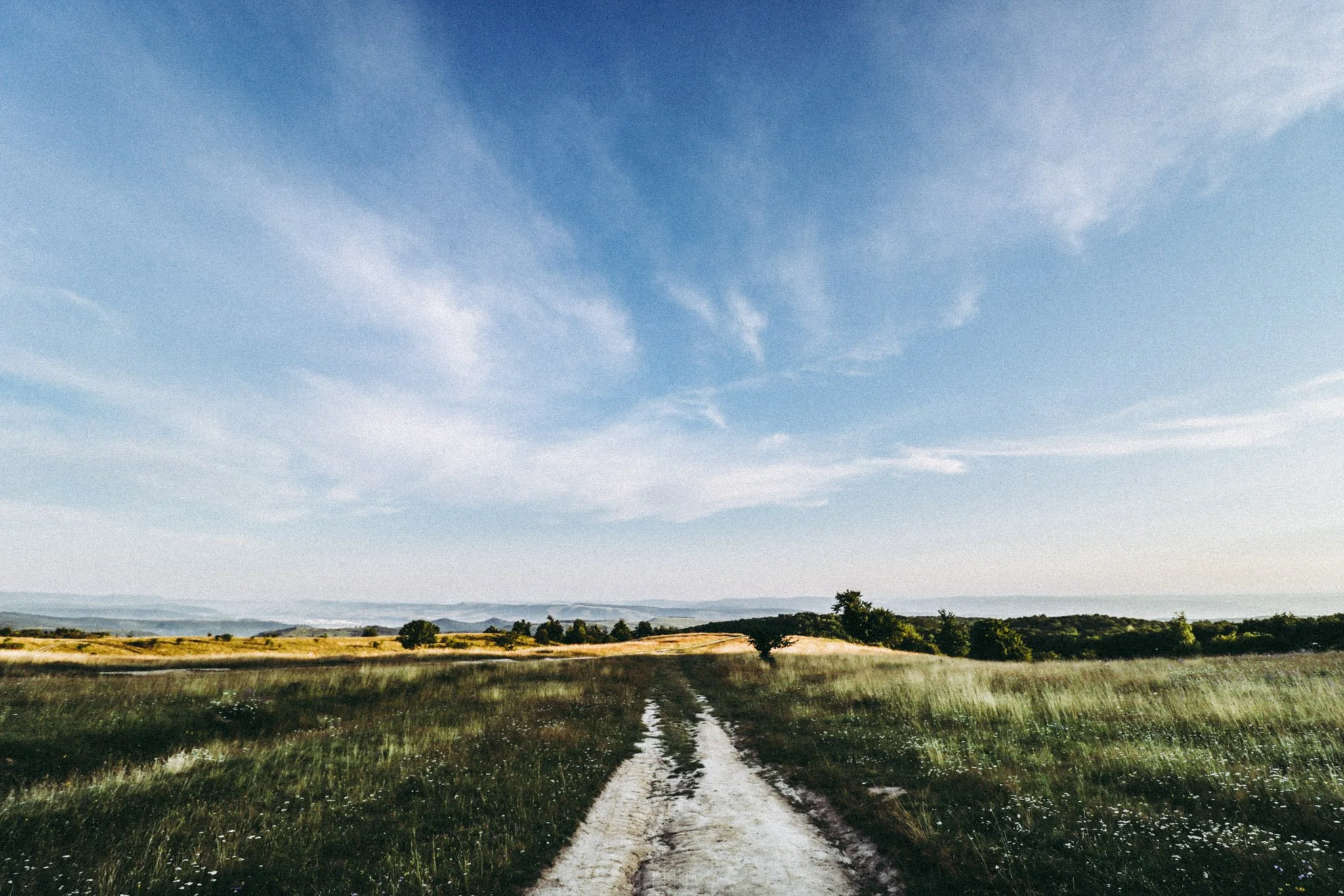 Landscape film look photo of a field in Făget forest, Cluj-Napoca