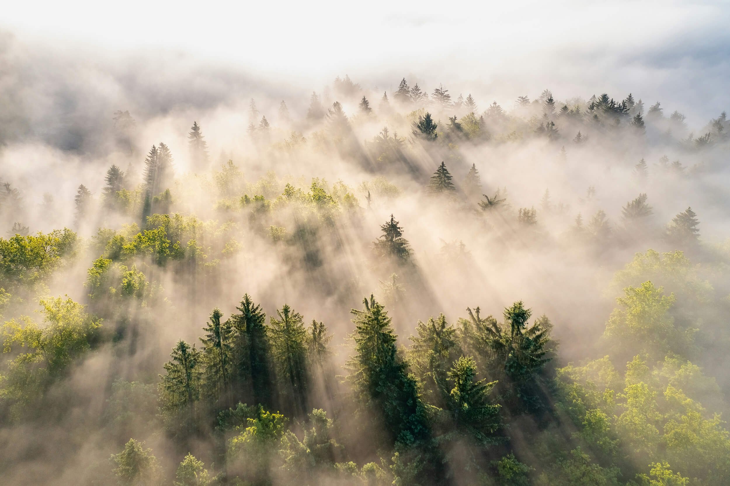 Aerial view of a misty forest with sun rays breaking through the fog.