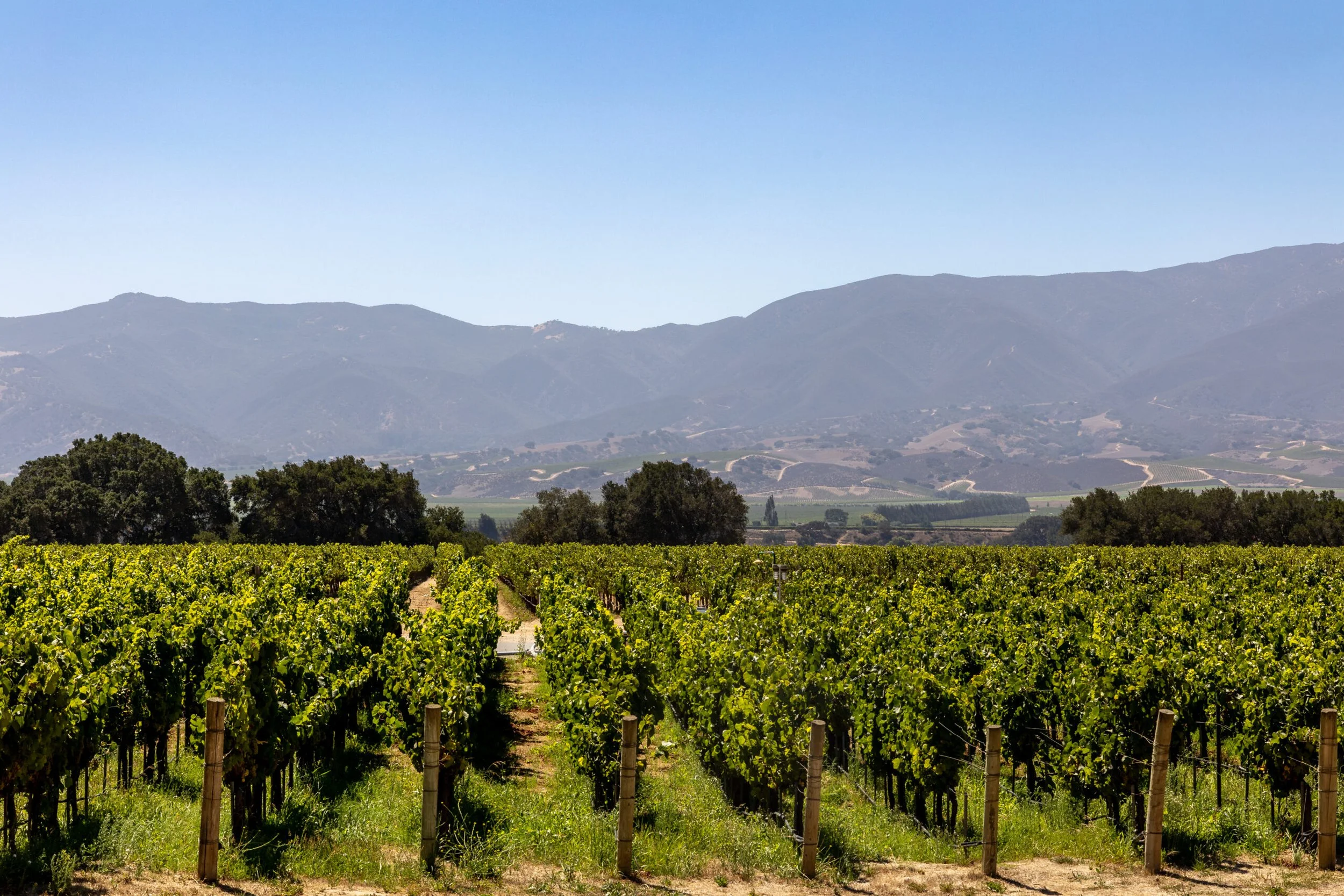Monterey AVAs Explained: A Guide to Wine Tasting in Carmel-by-the-Sea