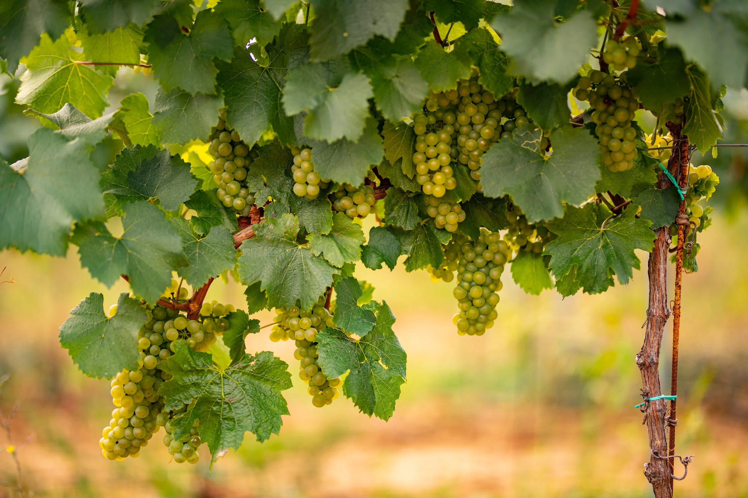 What Does an Early Harvest Mean for Wine Lovers Visiting Carmel-by-the-Sea?