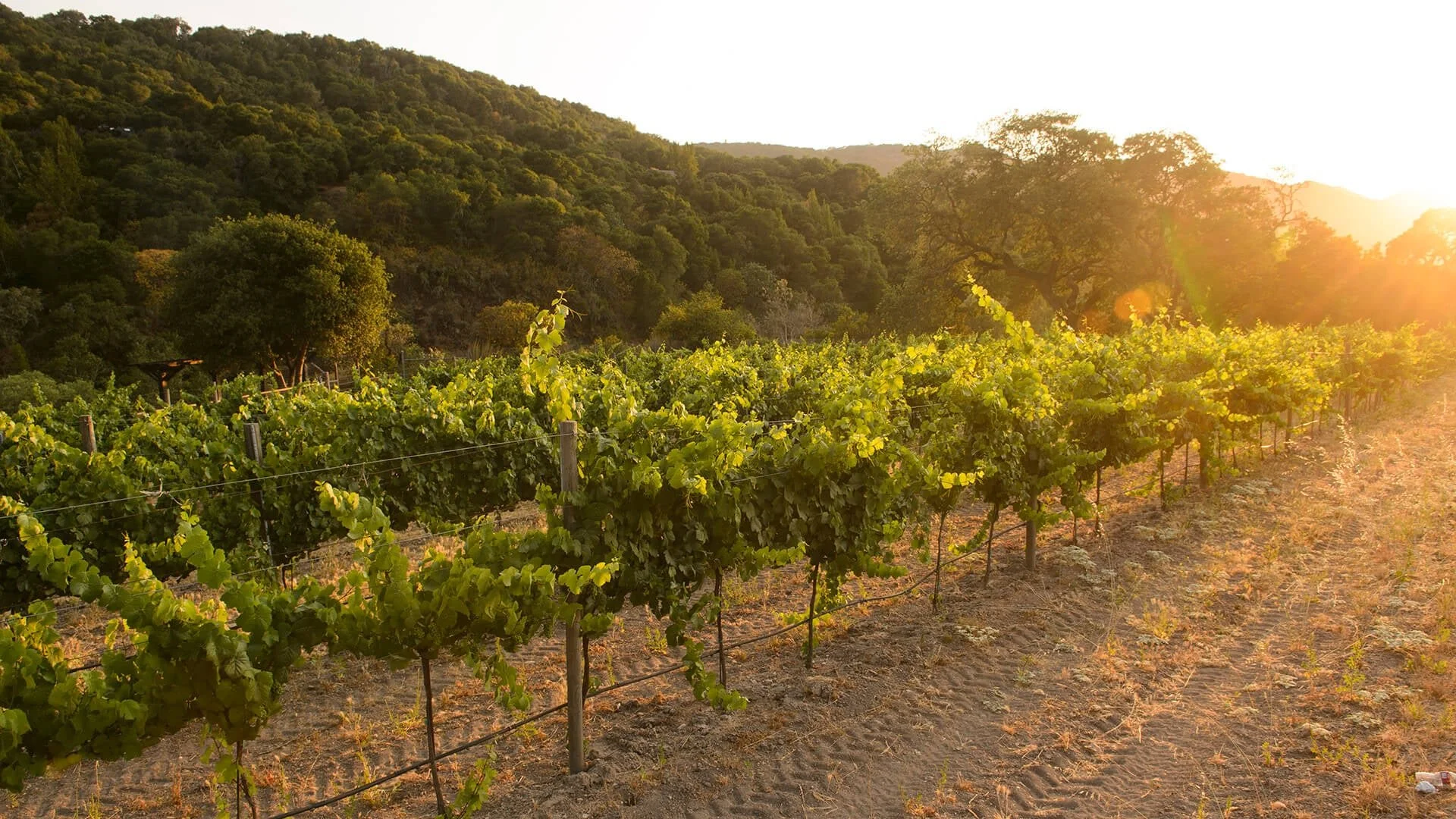 Why Monterey County Has More Wine-Growing Acreage Than Napa (and Why Most Visitors Don't Know It)