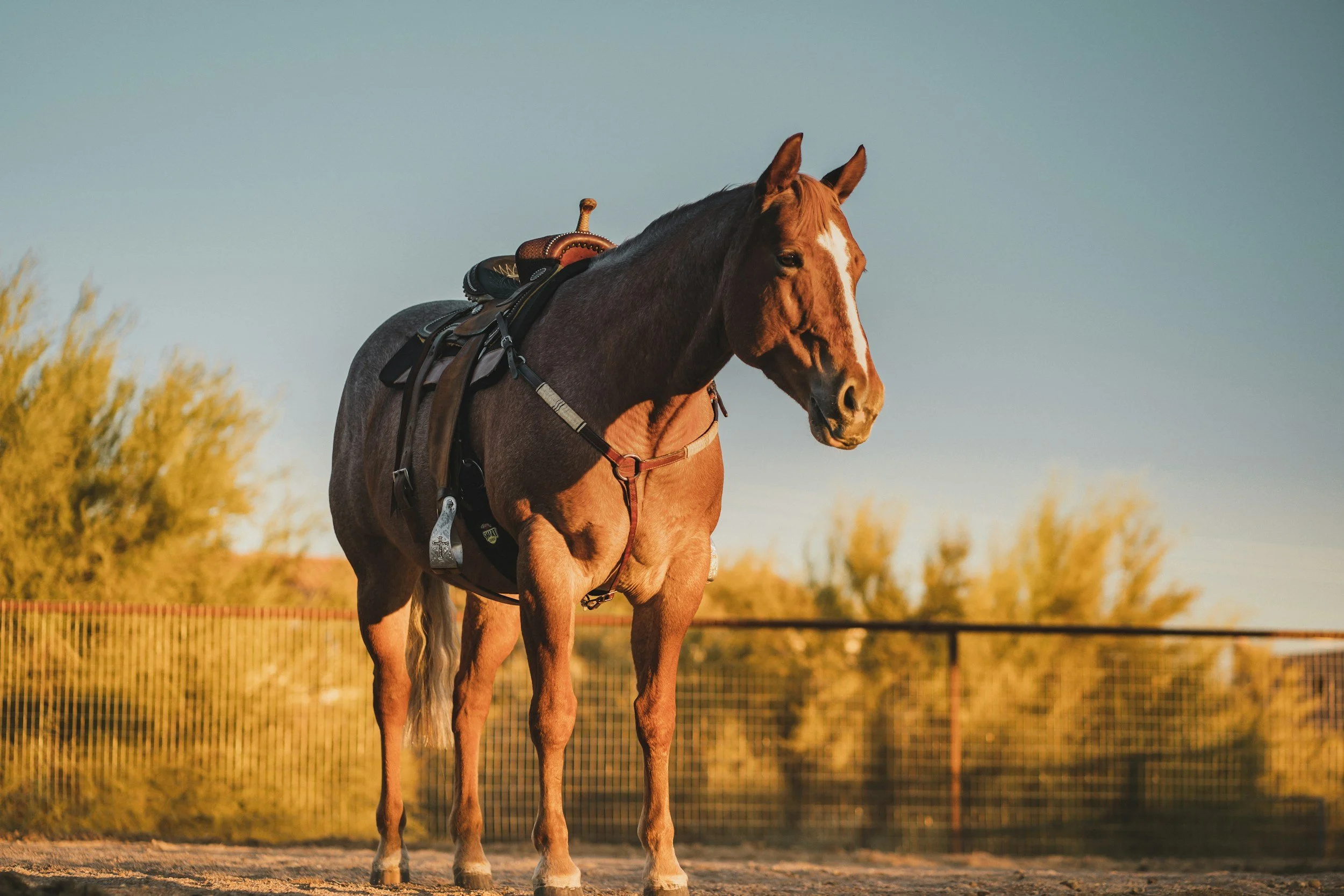 Ranch Horse Trail Lesson with KE Training