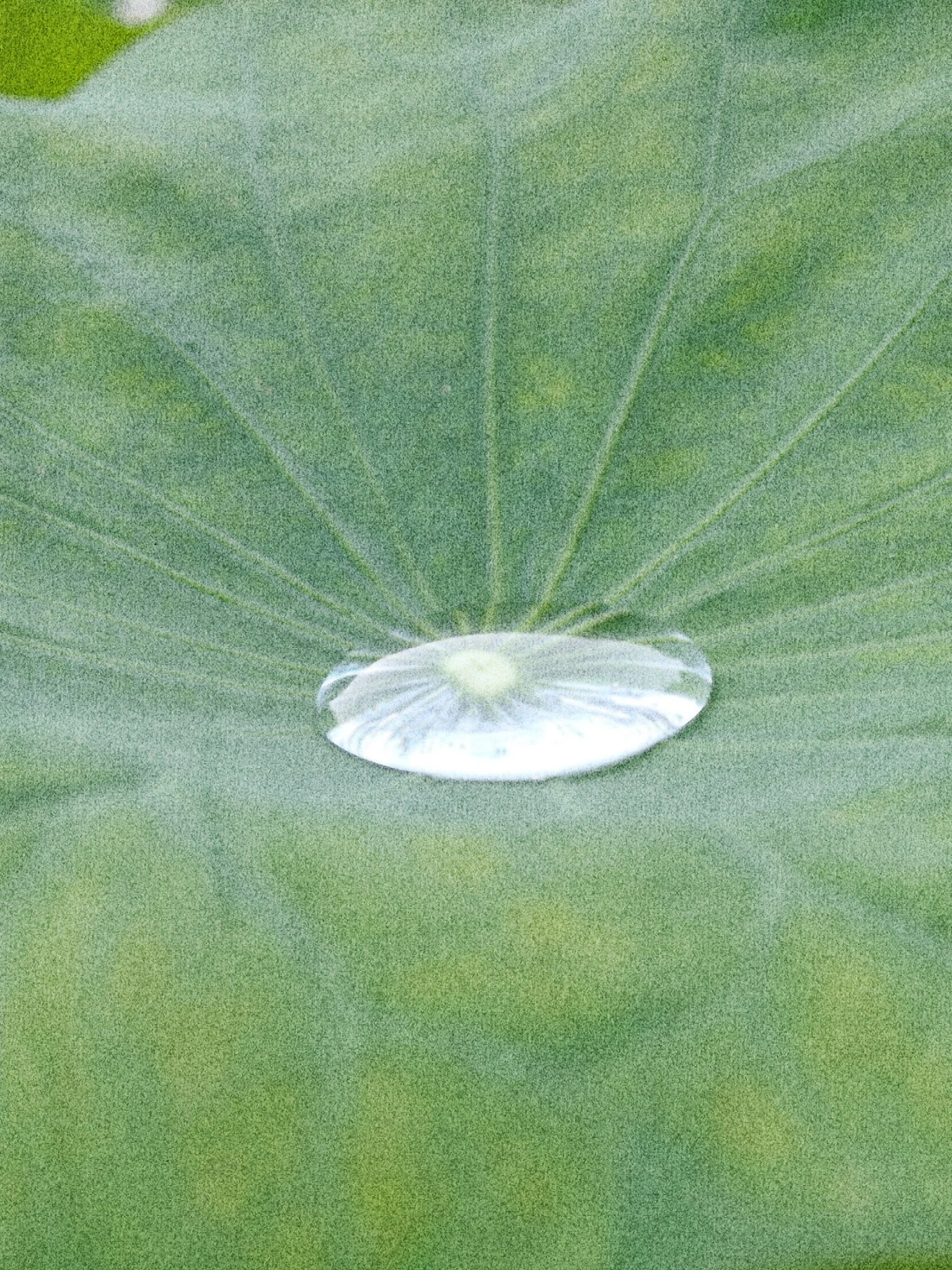 I made $980… and it changed how i’m planning 2026 (with a free Notion Biz Planning Template)