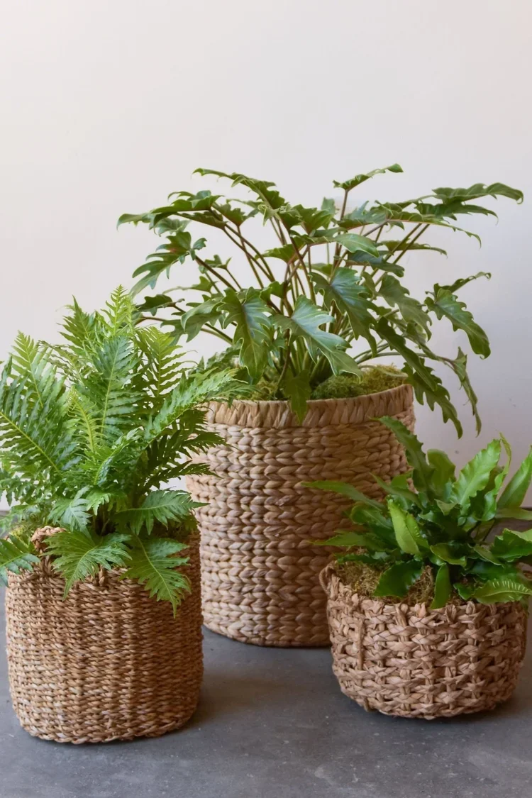   WICKER BASKET PLANTS LUXE: $110  SIGNATURE: $90  PETITE: $65   