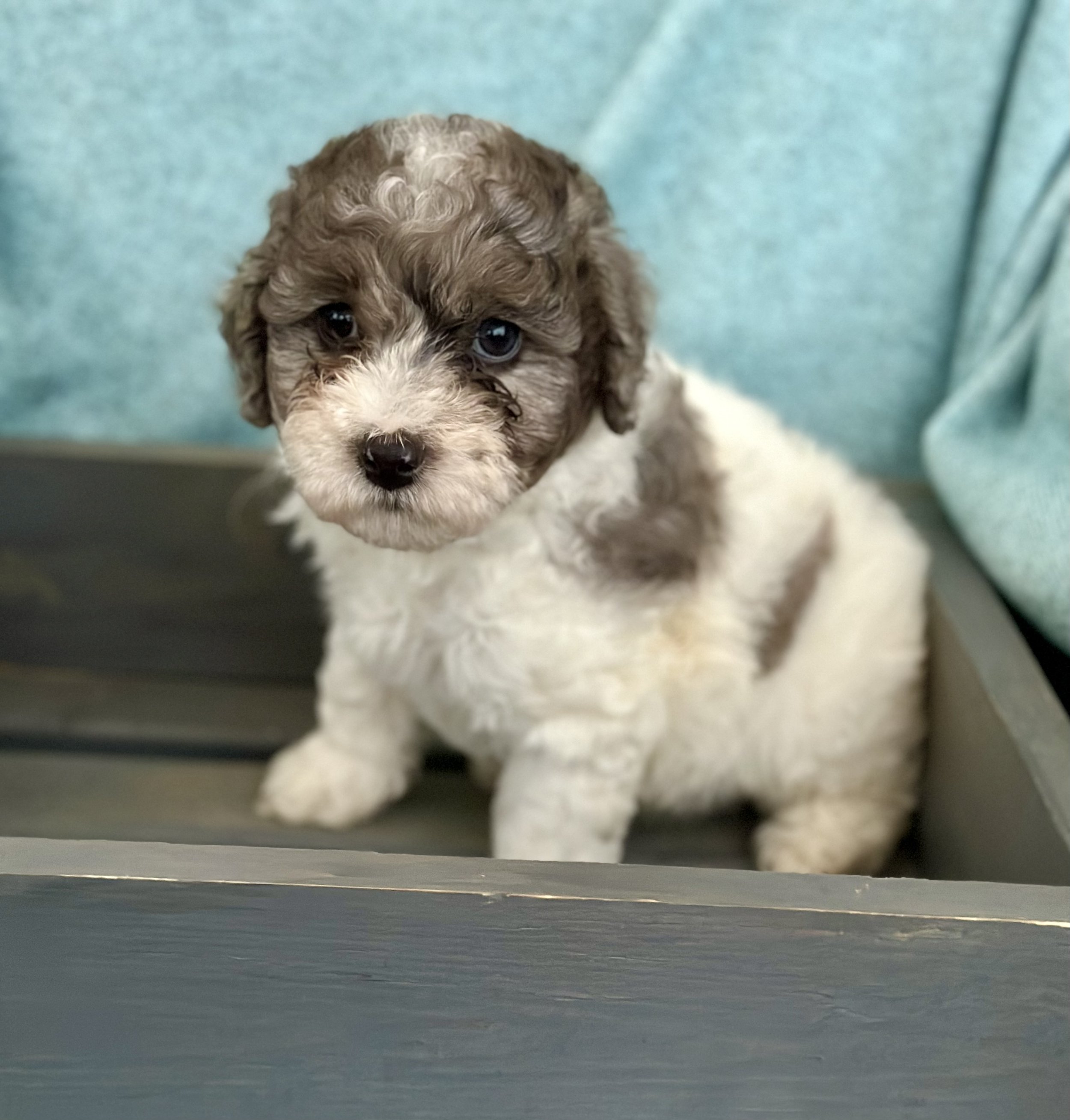 Aussiedoodle Puppies In Indiana Top
