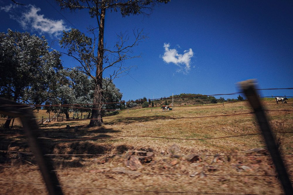A rural landscape with cows grazing in a fenced pasture