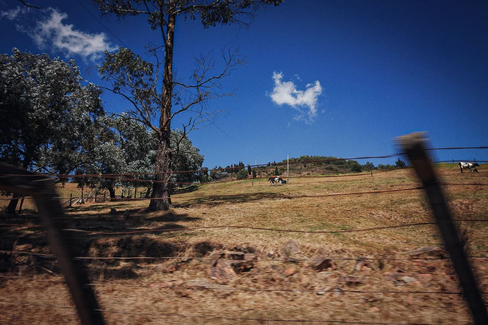 Cattle pasture