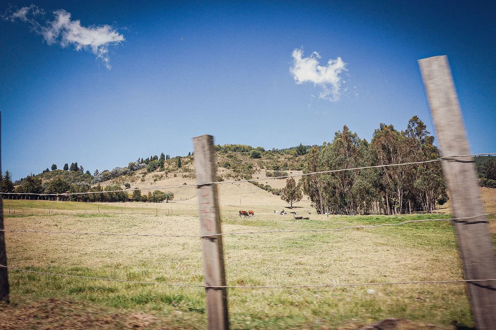 Horses in open field