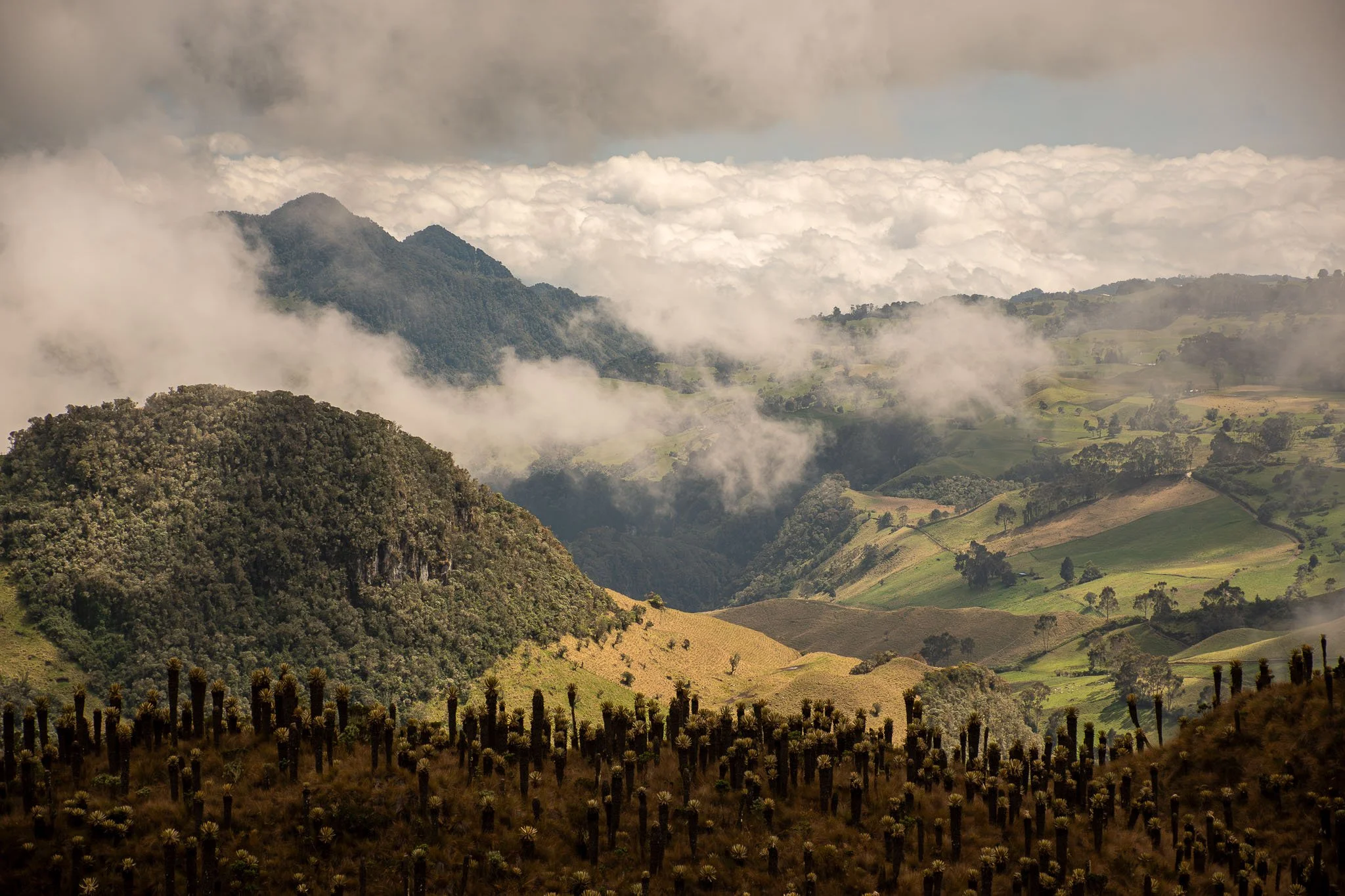 paramo landscape of colombia
