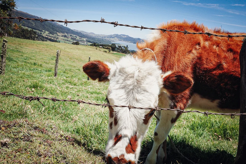 A calf grazing near a fence in a green pasture
