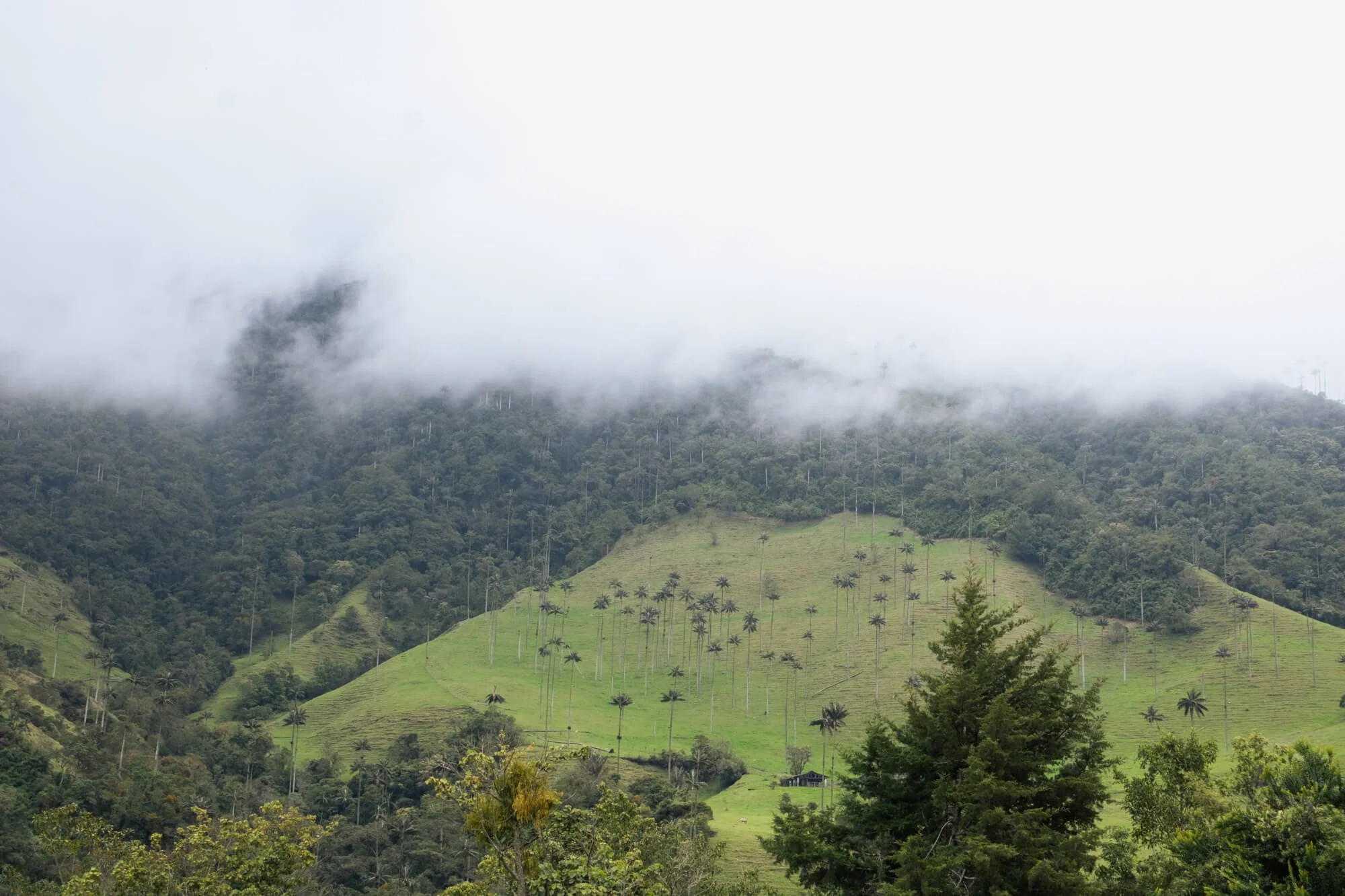 Cocora valley cycling tours