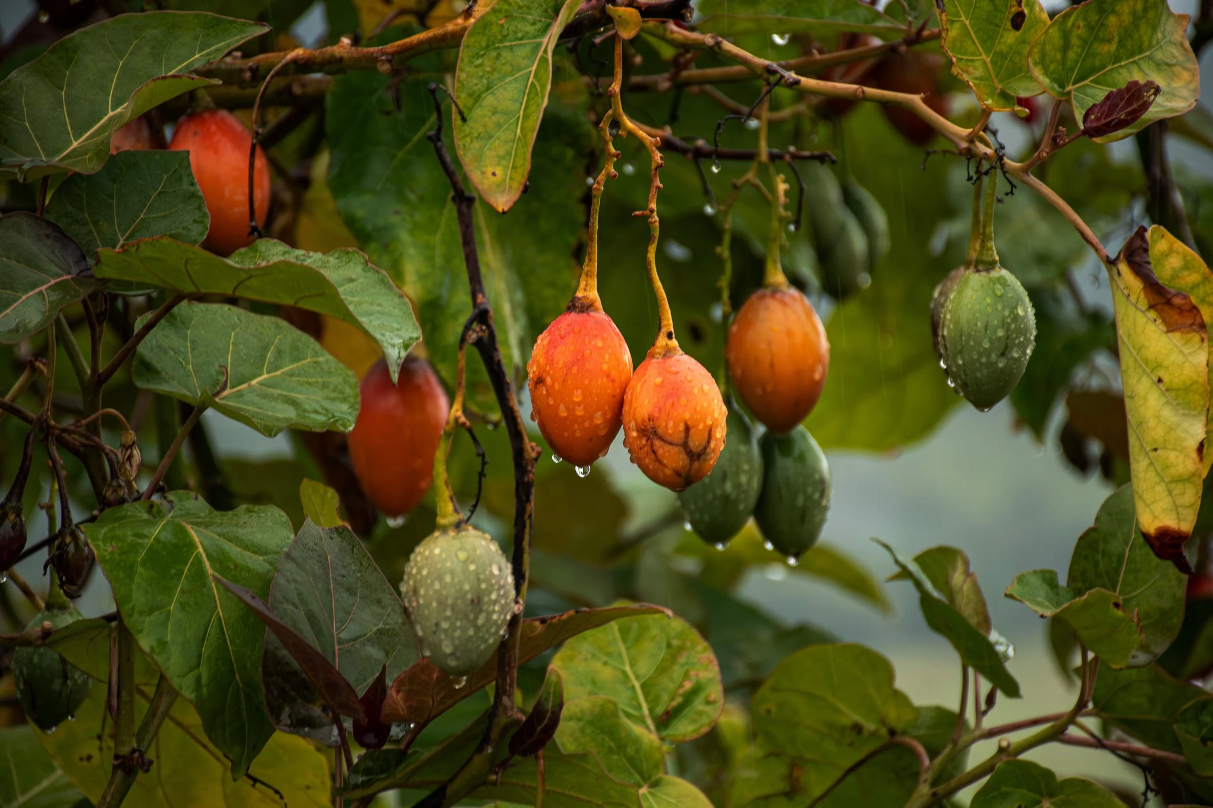 tomate de arbol plant