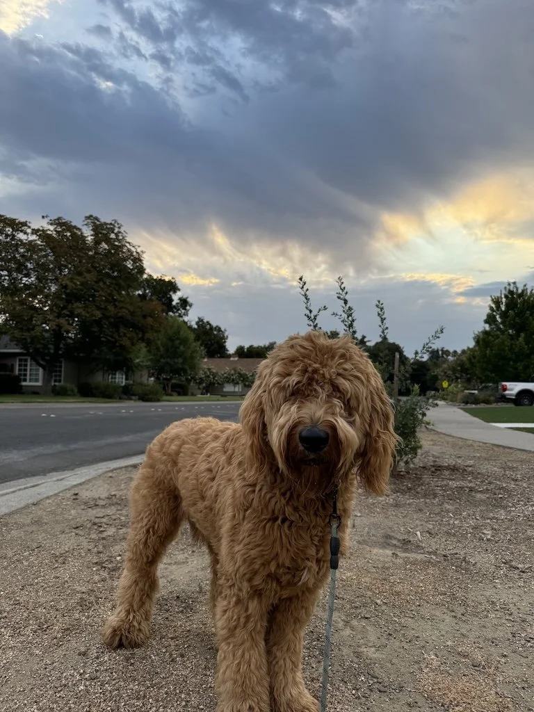 walking my dog in the morning to get my body moving