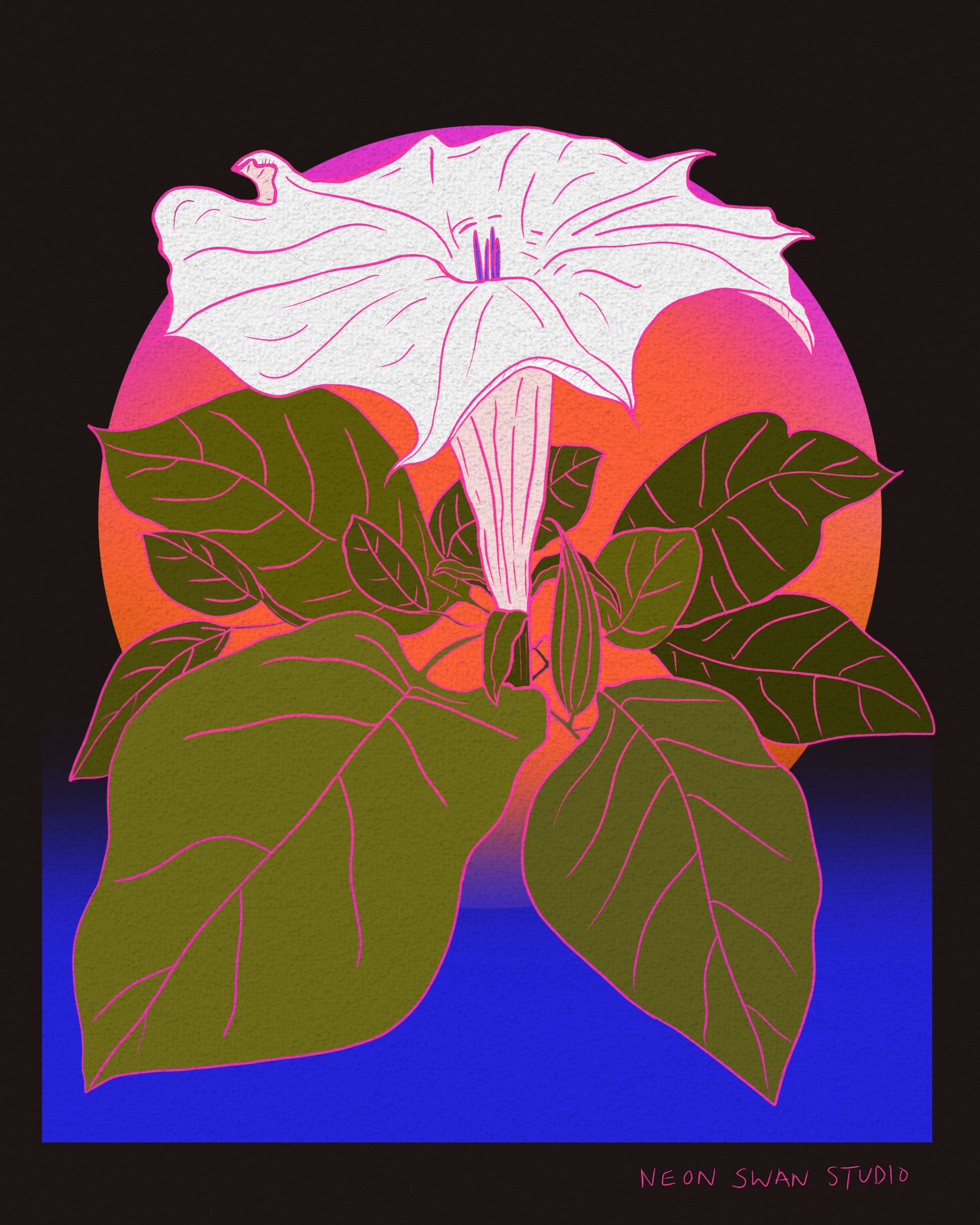 datura.jpg